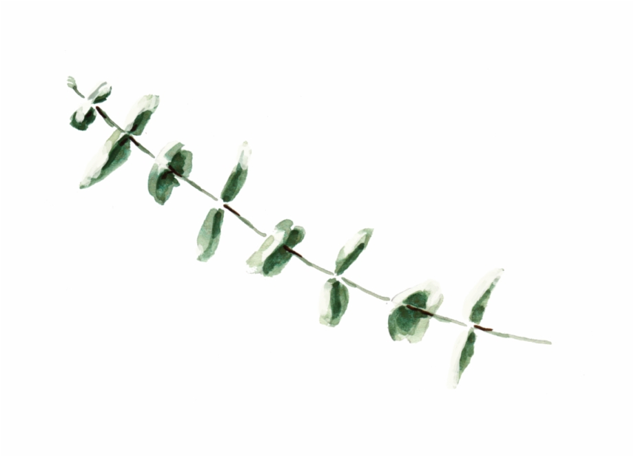 Eucalyptus 3 Barbed Wire