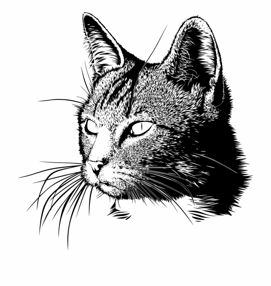 Free Black And White Cat Drawing, Download Free Black And White Cat
