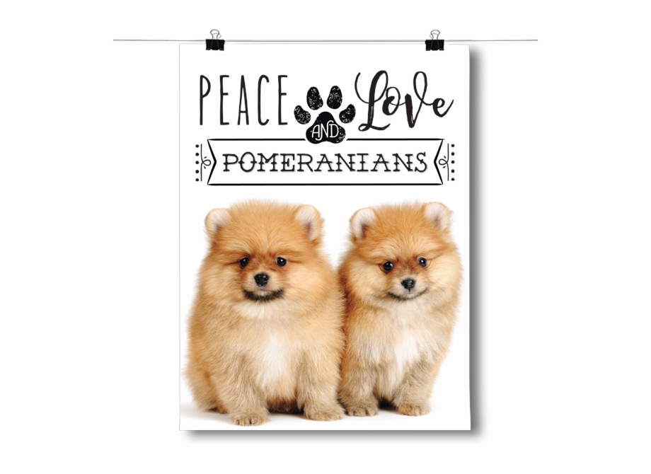 Peace Love And Pomeranians Pomeranian Dog Cute Face