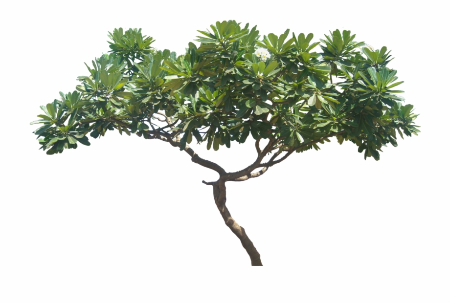 Plumeria Obtusa Height Plumeria Tree Png