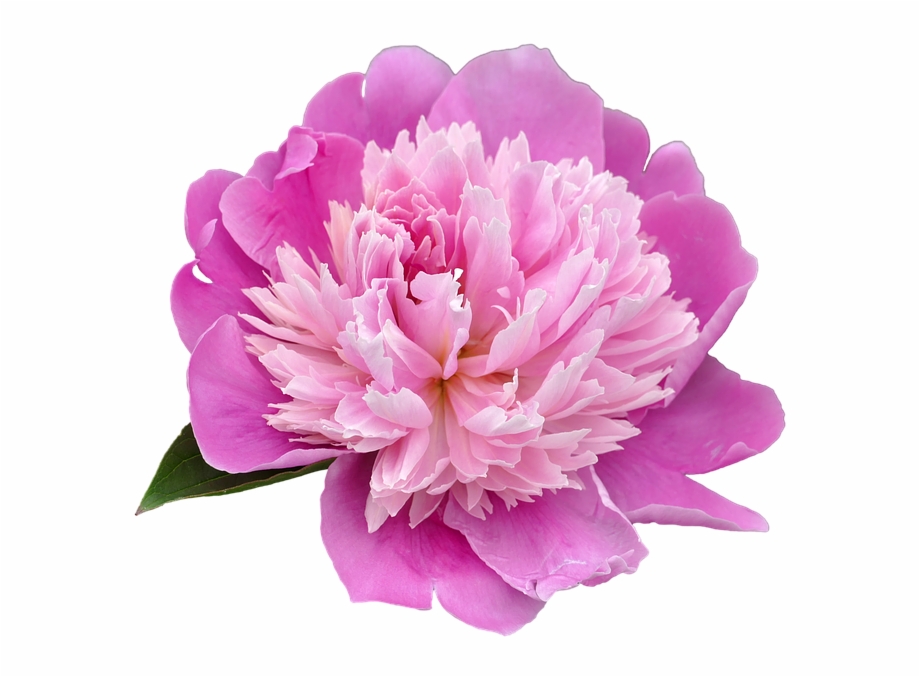 Peony Png Transparent Picture Colour Of Peonies