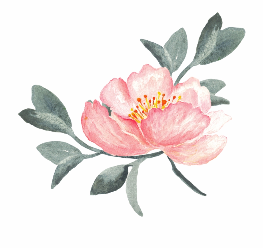 Peony Clipart Swag Watercolor Peony With Transparent Background