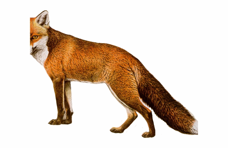 Image Free Stock Free Fox Clipart Fox Png