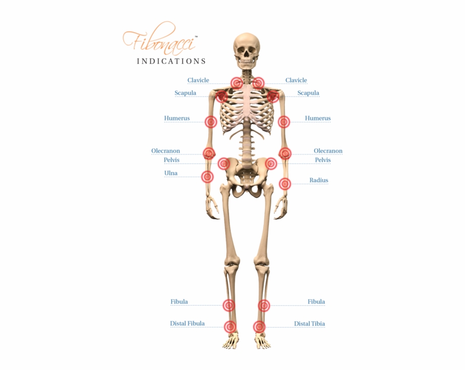 Fb Indications Human Skeleton Male