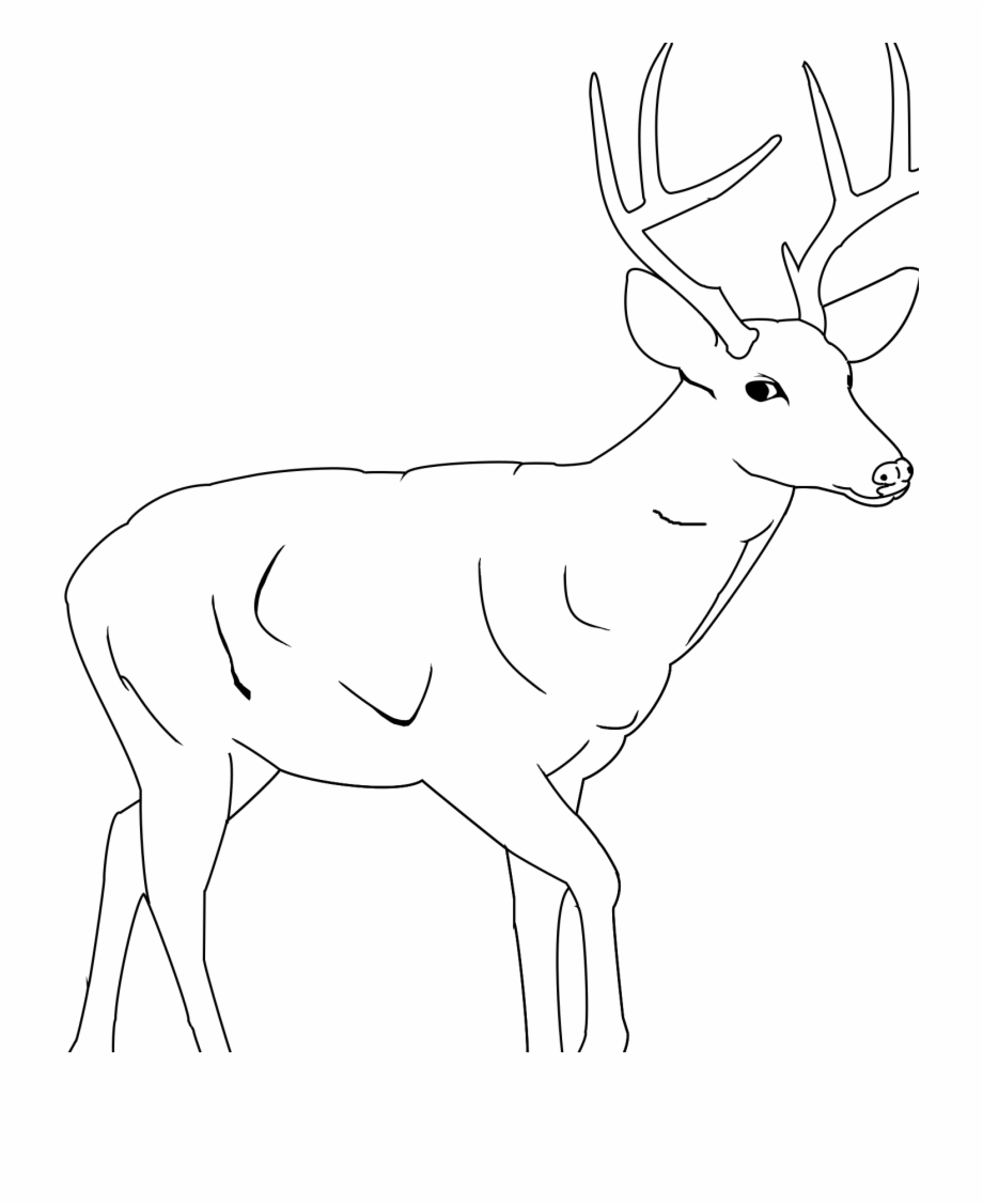 Whitetail Deer Coloring Pages Elk