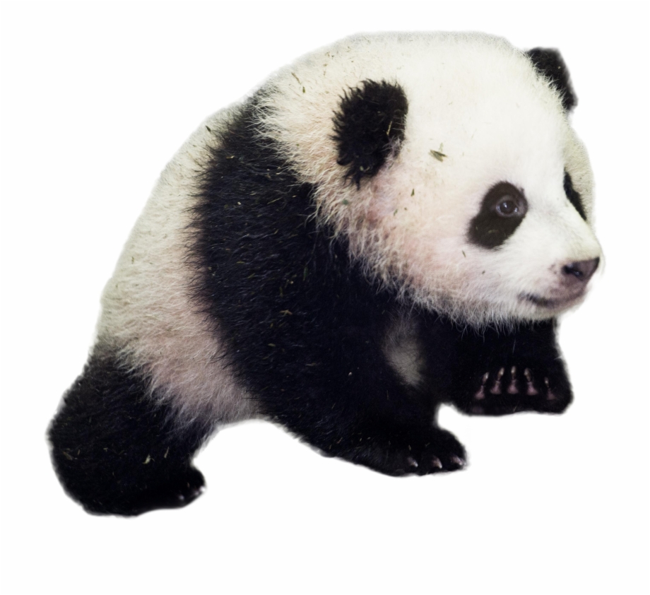 Baby Panda Giant Panda Transparent Background
