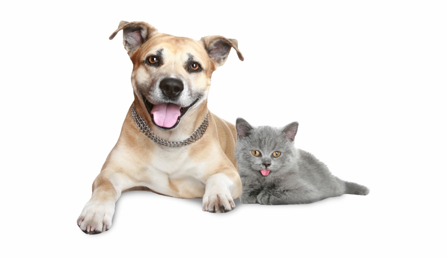 Img Dog Cat Cat And Dog Png