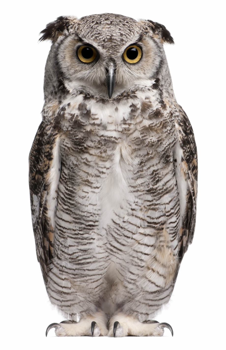 Owl Png Background Image Great Horned Owl White