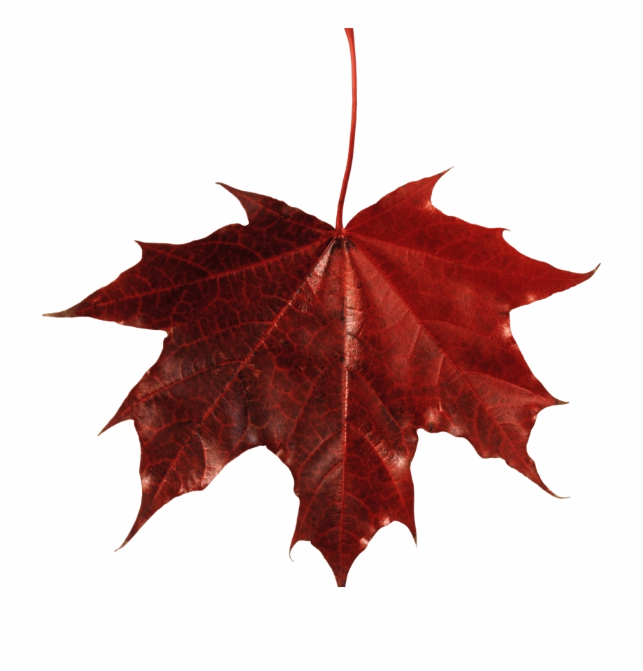 Download Maple Leaf Canada Transparent Png Transparent Background