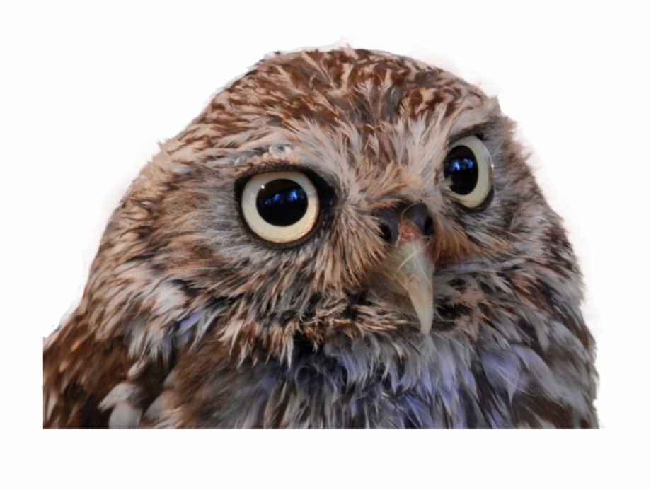 Little Owl Png