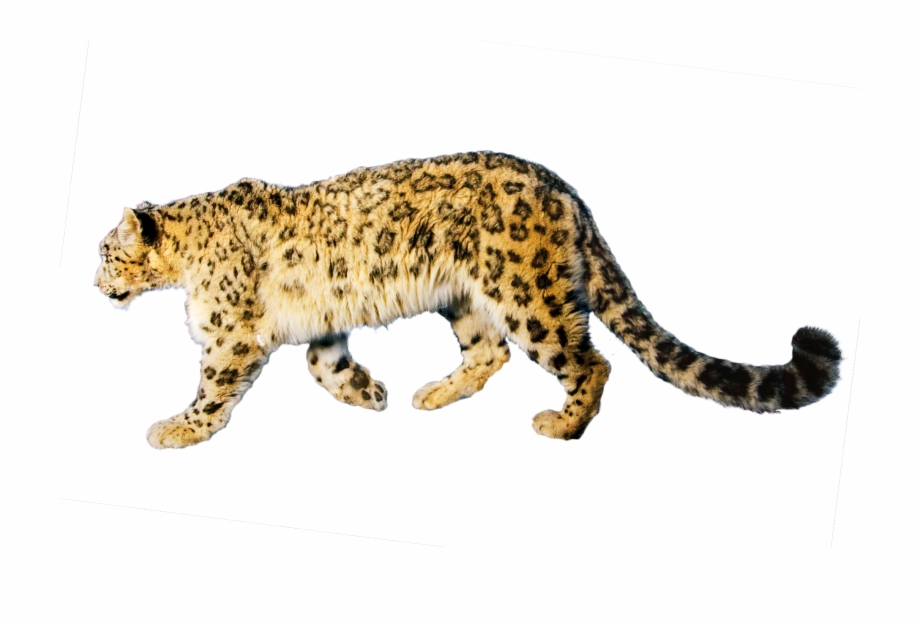 Download Png Image Report Snow Leopard Prowl