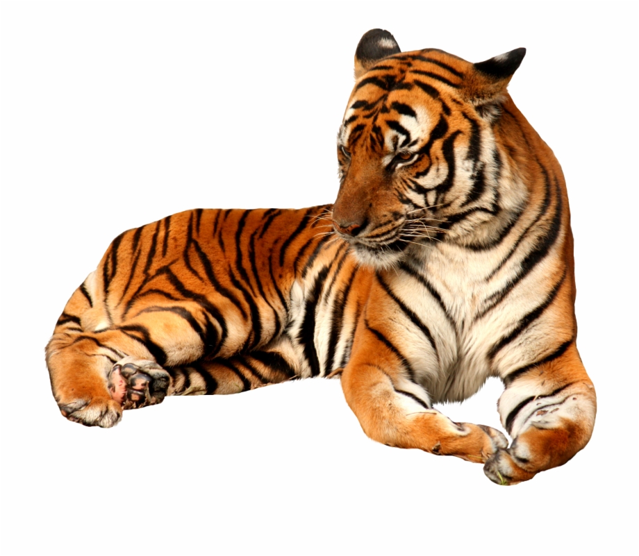 Tiger Png Transparent Background Tiger Png