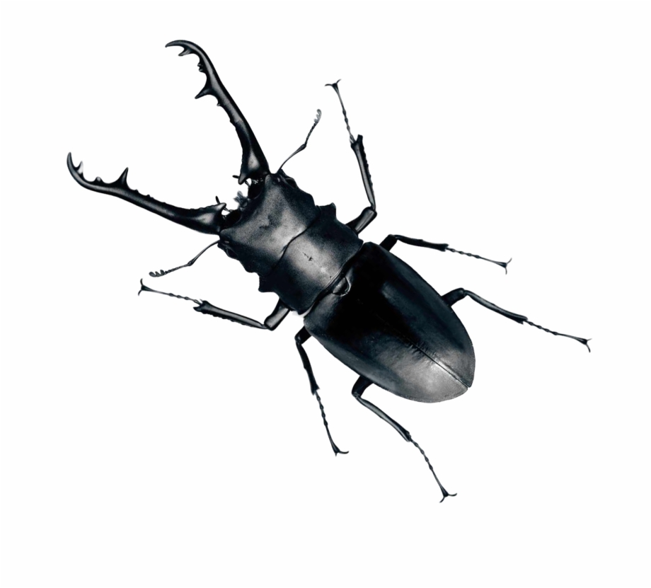 beetle png
