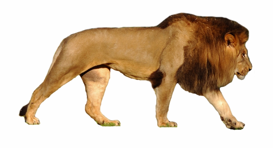 Lion logo design template white background Vector Image