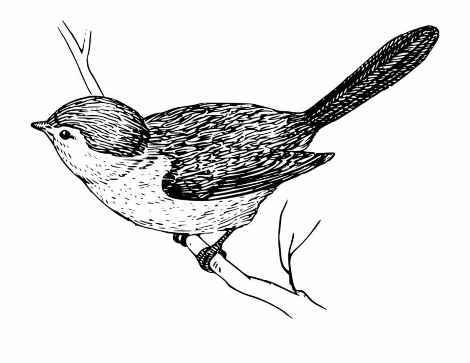 Bird On Branch Drawing