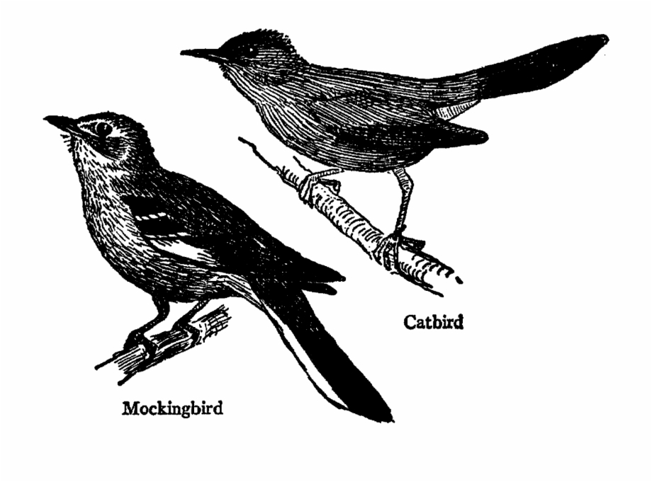 Black And White Mockingbird