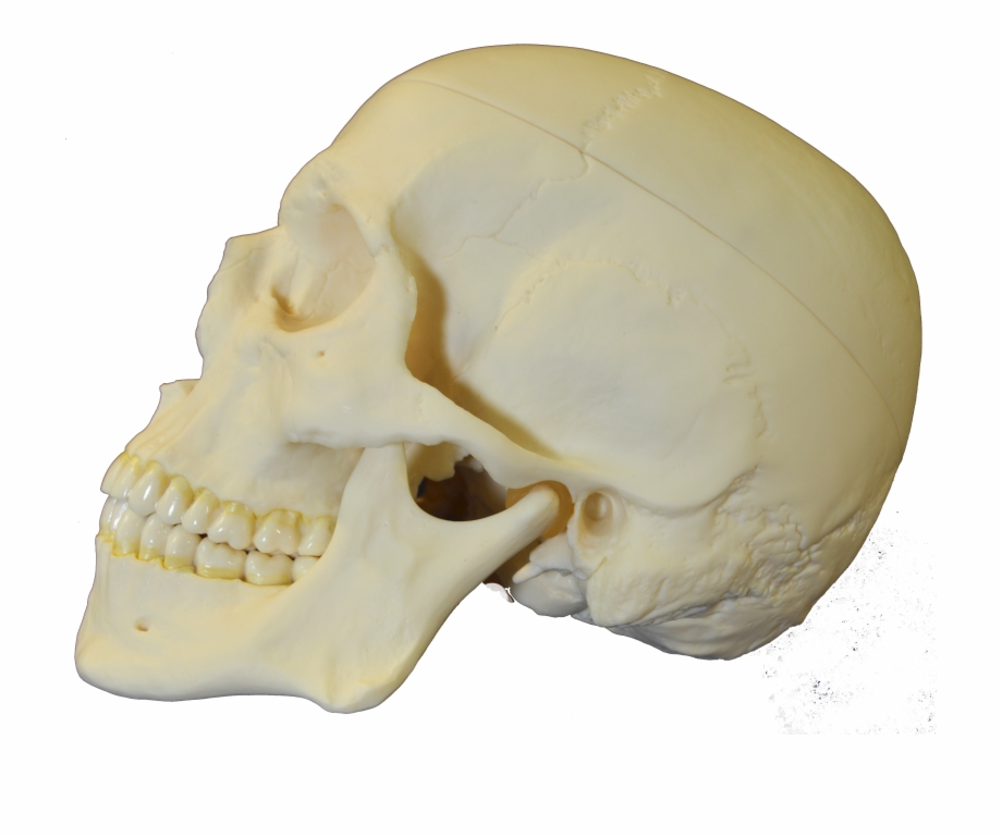 File Skull Lateral Skull
