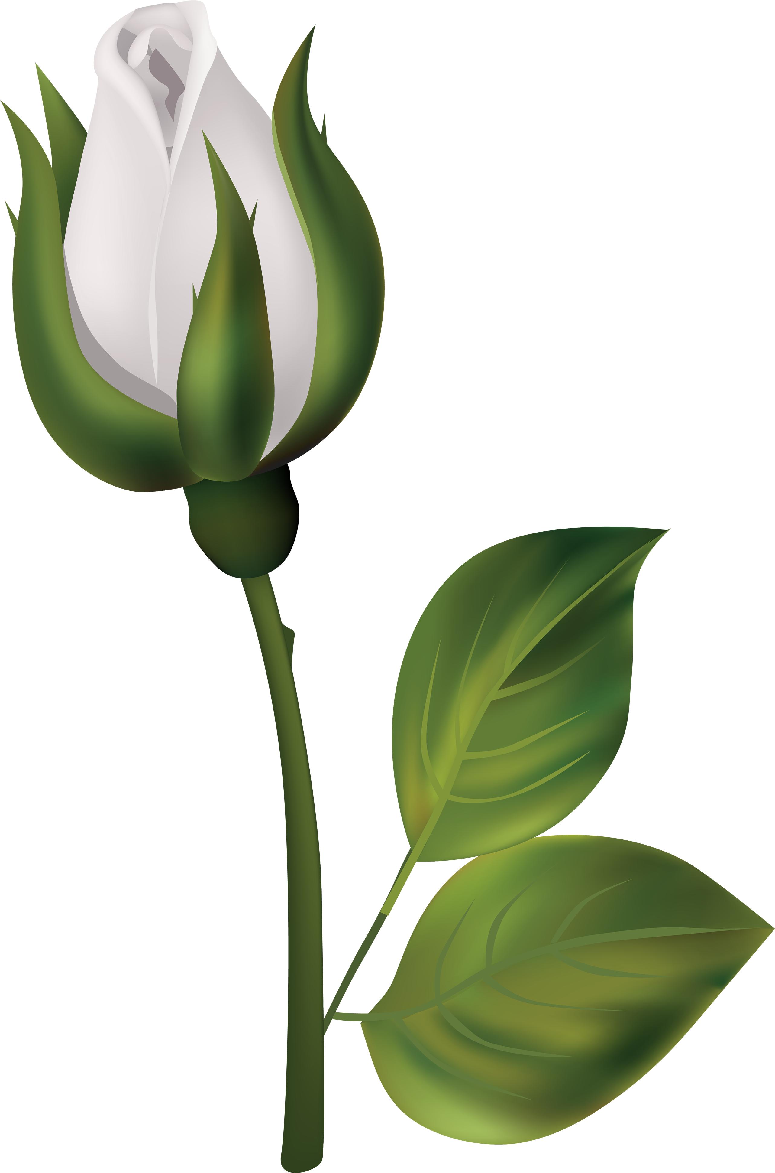 White Rose Bud Png Clipart Flower Bud Clip