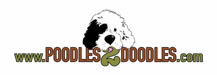 Poodles 2 Doodles A Top Breeder Of Bernedoodle