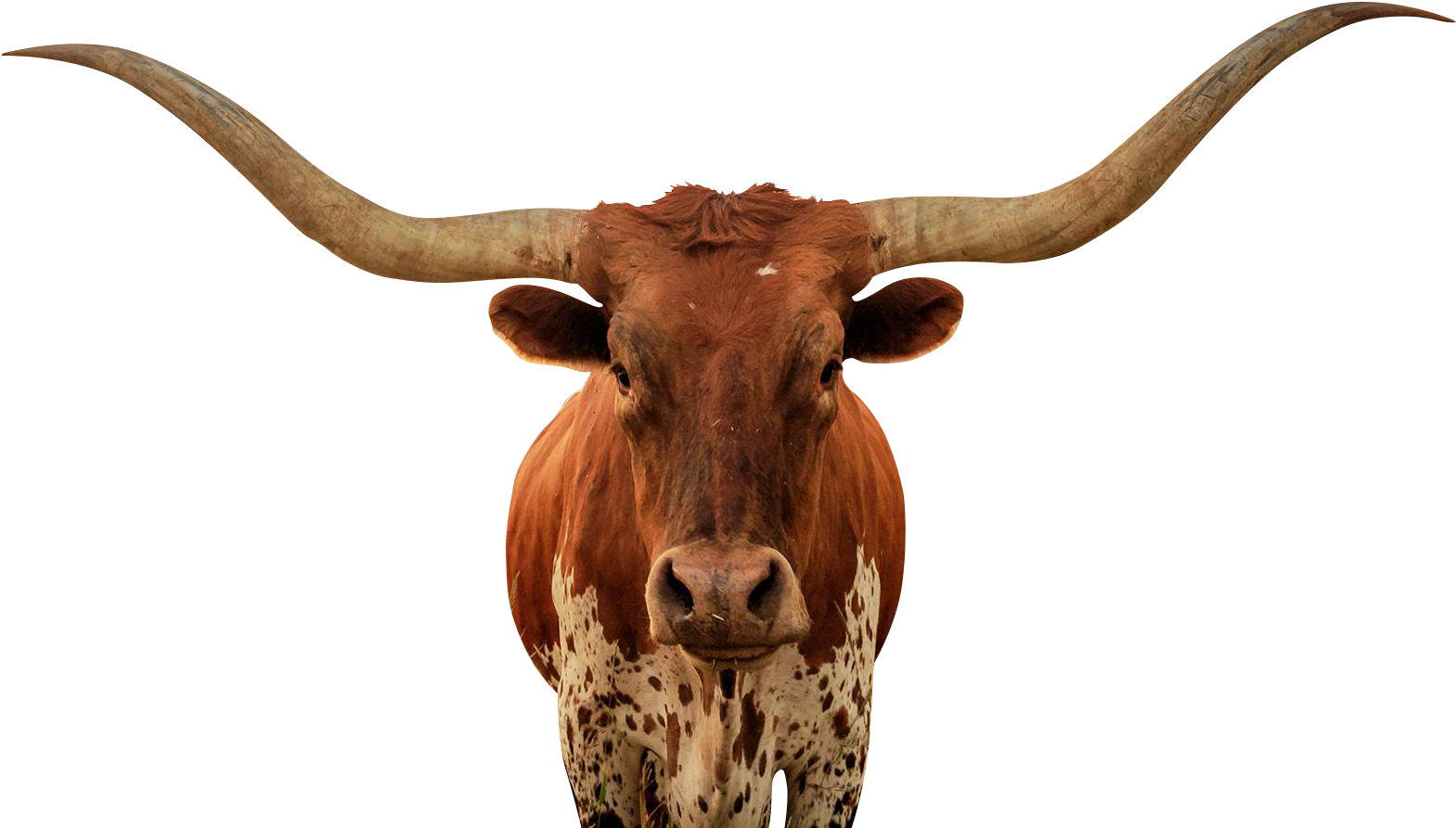 longhorn bull no background
