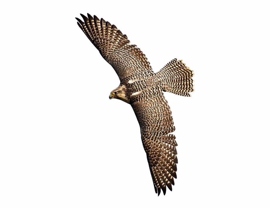 Falcon Bird Of Prey Bird Wild Animal New