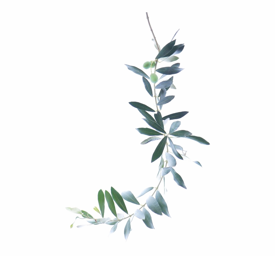 watercolor olive branch
