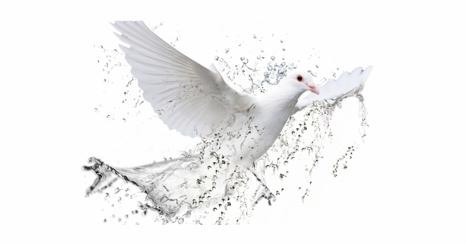 New Testament Christian Church Charleston Dove White Dove