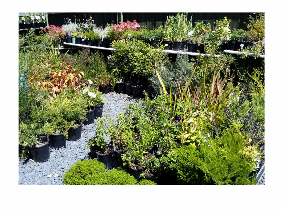 Assorted Plants Yard