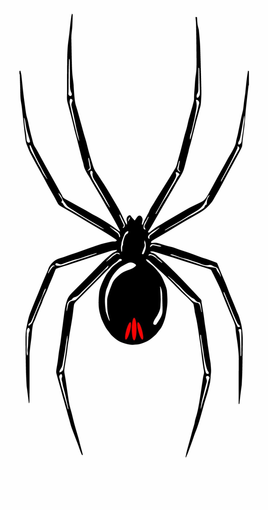Black Widow Tour Red Back Spider Stickers