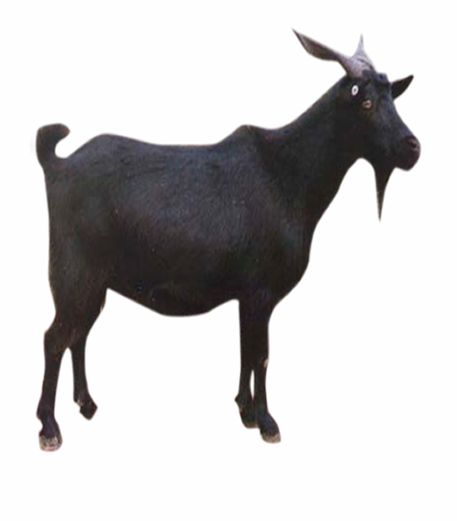 Goat Sheep Download Goats Png Image With Transparent