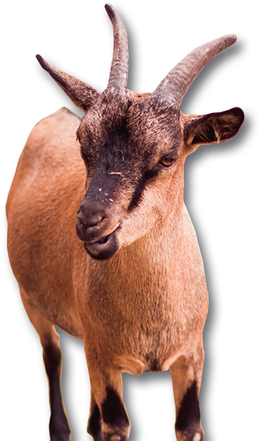 Goat55 Goat Hd