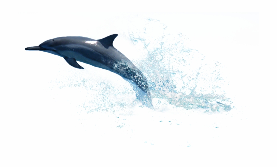 Dolphin Png Photo Water Dolphin Png