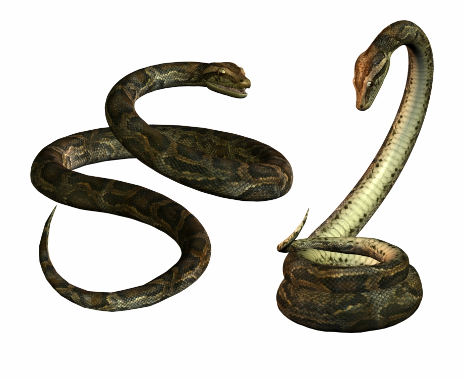 Download Snake Png Transparent Images Transparent Backgrounds Snake