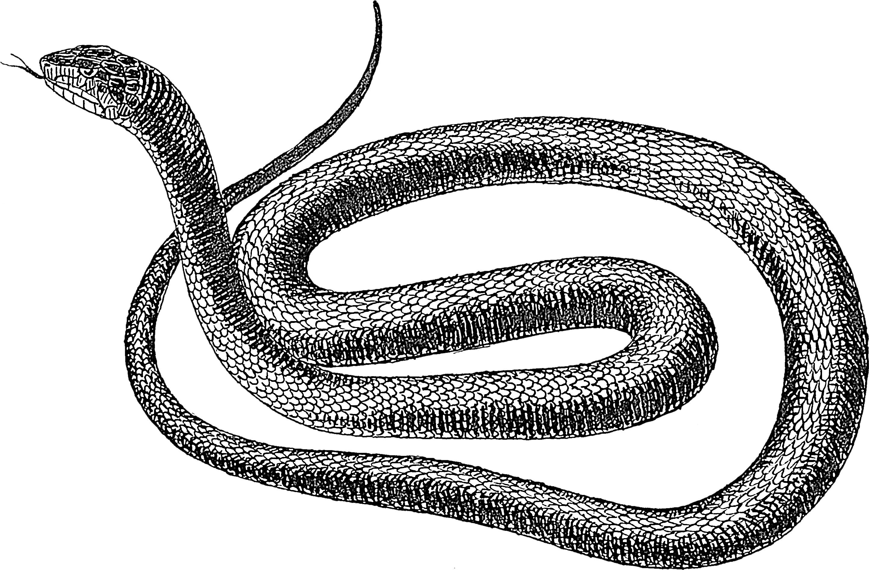 Black Snake 1 Snake Black And White Png