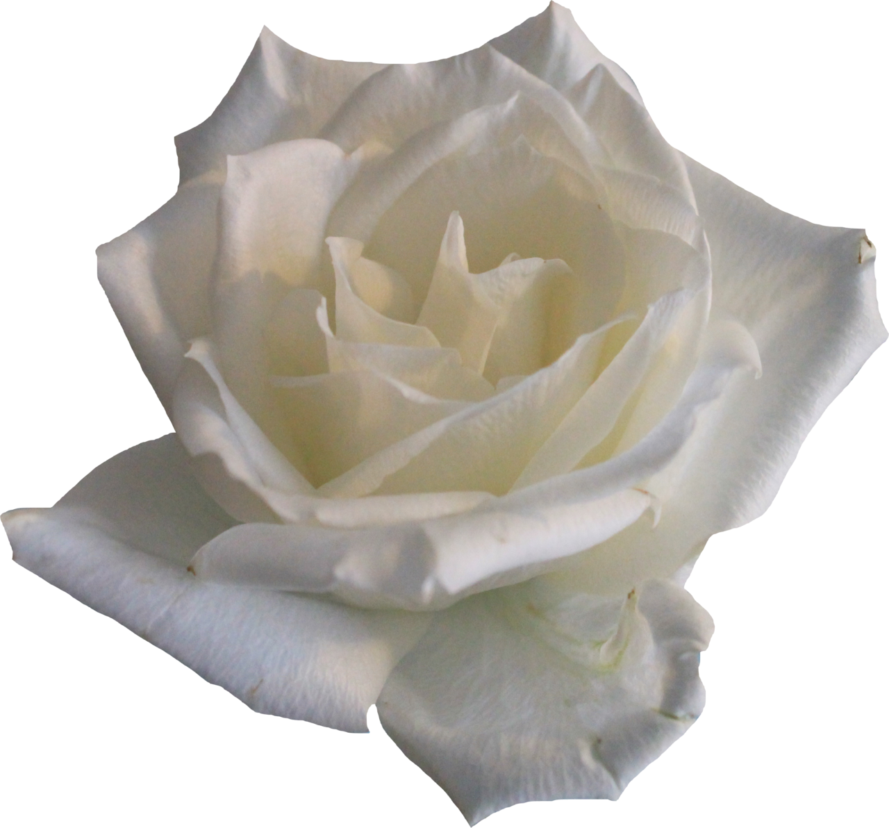 white roses png

