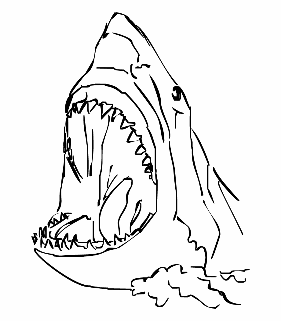 Dva Drawing Shark Head Simple Shark Head Drawing