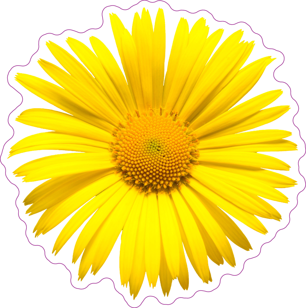 Yellow Daisy Top View Sticker Blume Transparenter Hintergrund