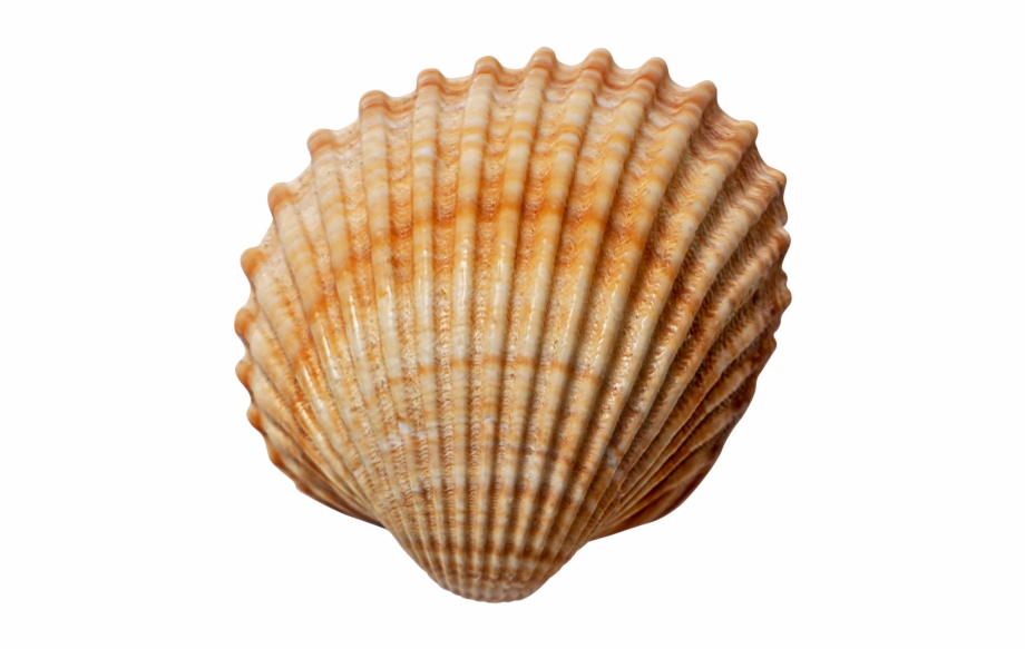Download High Resolution Shell