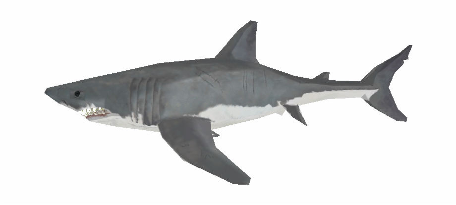 Download Zip Archive Great White Shark