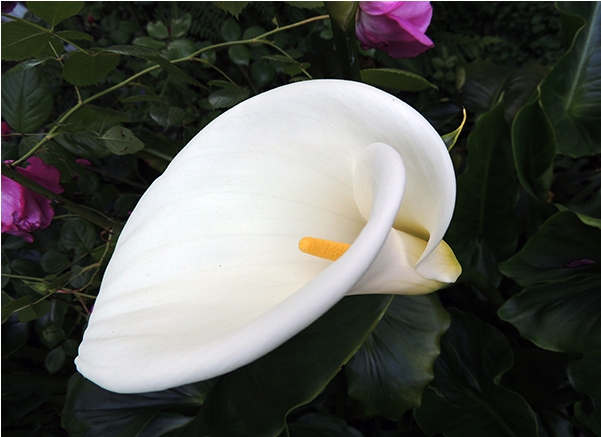 White Calla Lily Along Filbert Steps In San