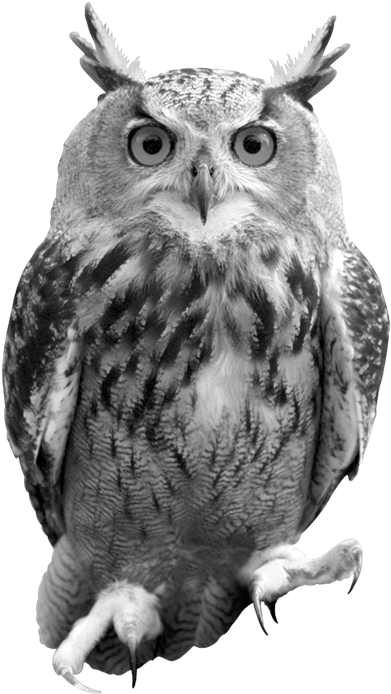 Free Harry Potter Owl Silhouette, Download Free Harry Potter Owl