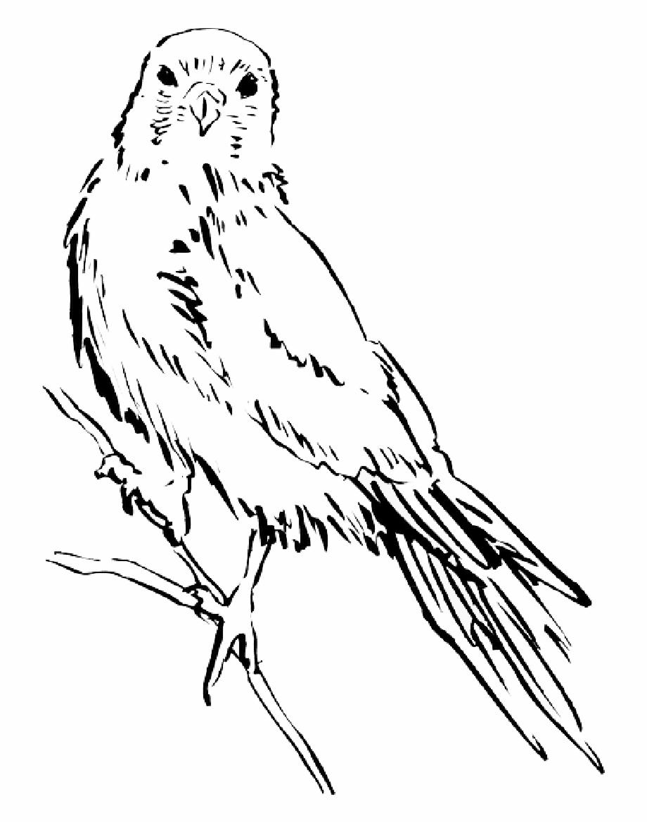 Drawing Bird Wings Animal Staring Feathers