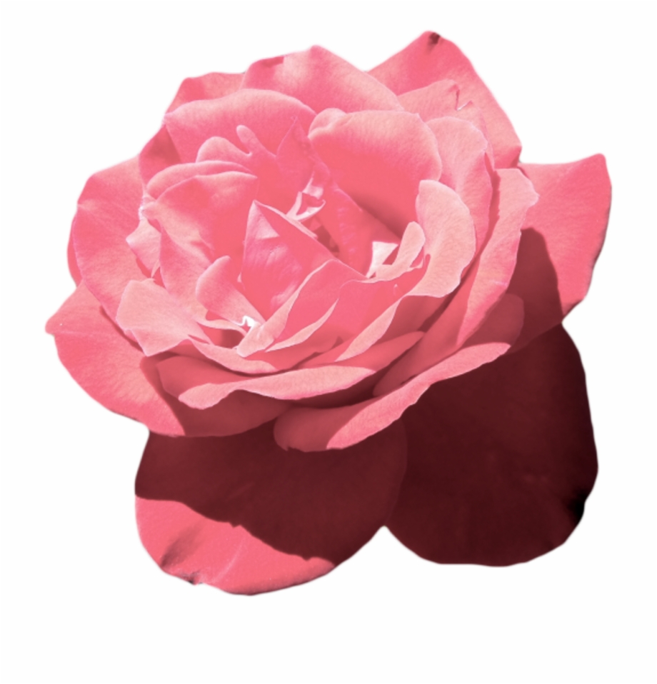 aesthetic pink flowers png.