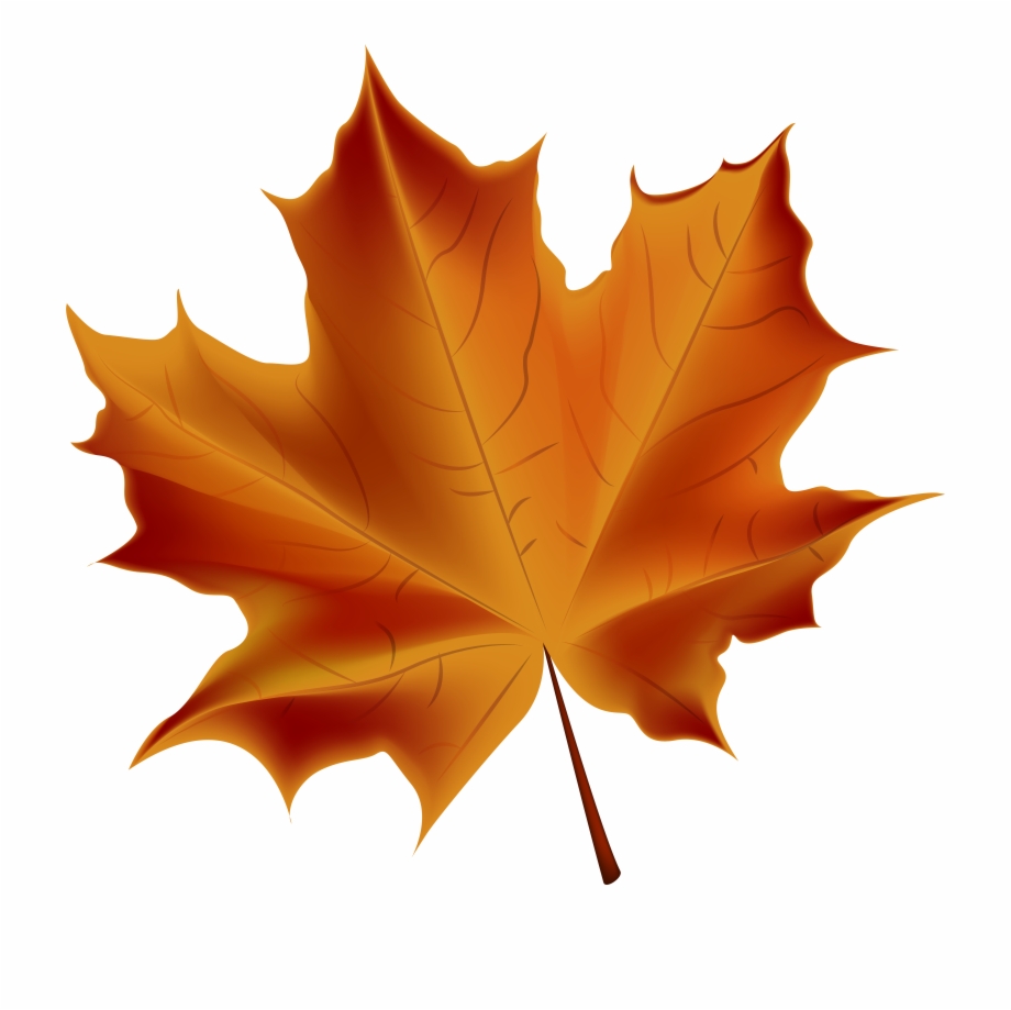 transparent background fall leaf
