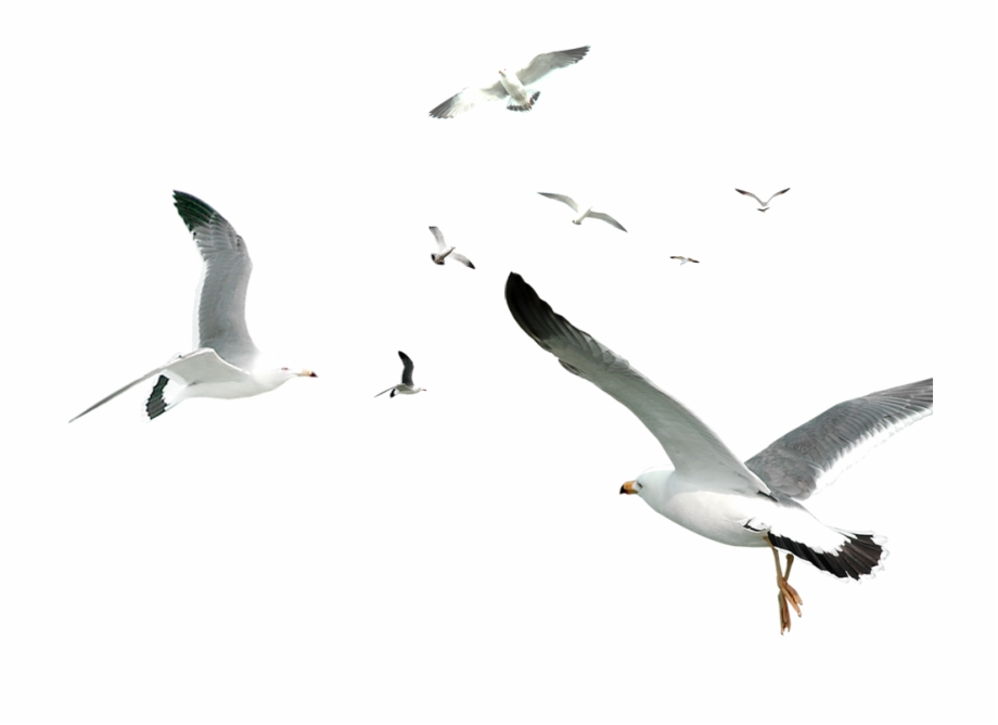 Decorative Flocks Pattern Flying Gulls Simple Seagull White