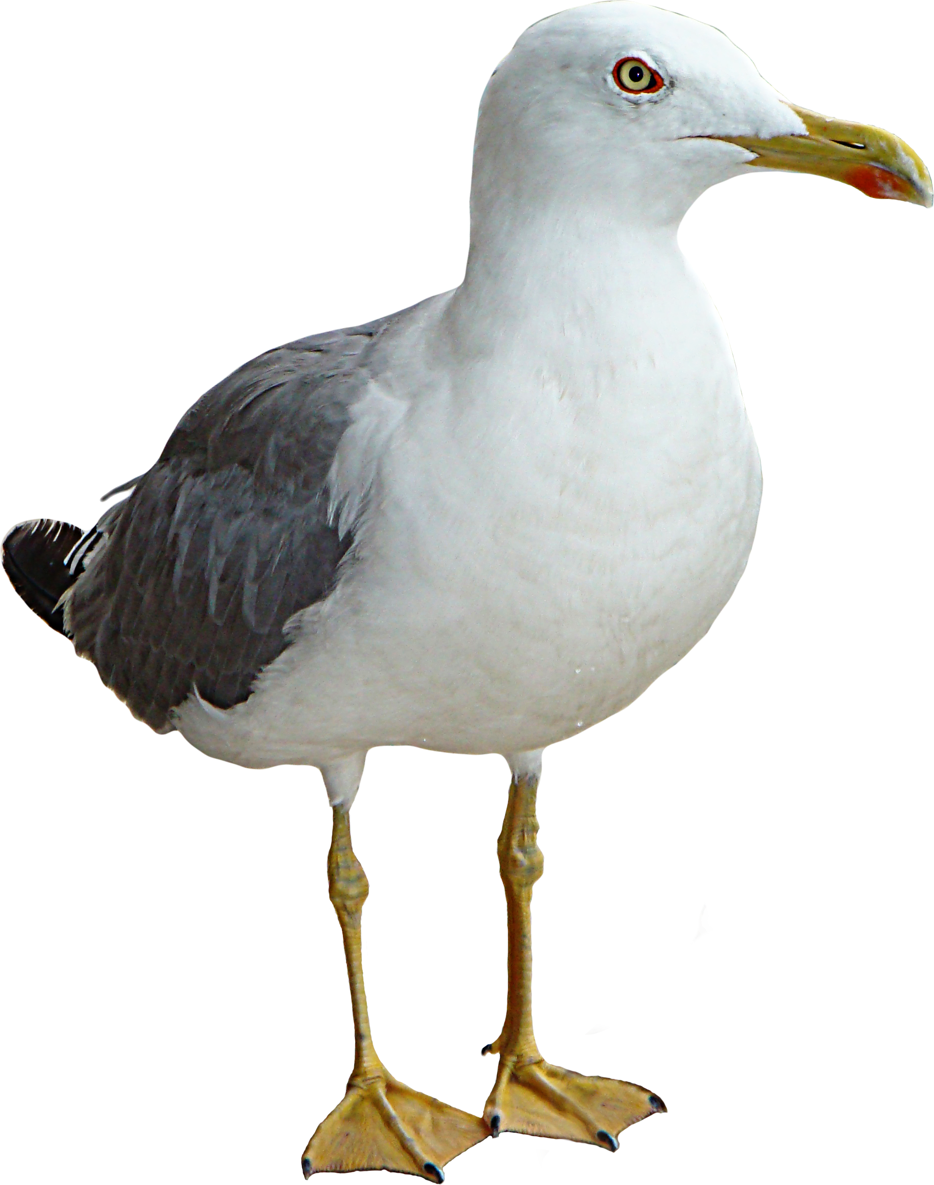 Download Png Image Report Seagull Png