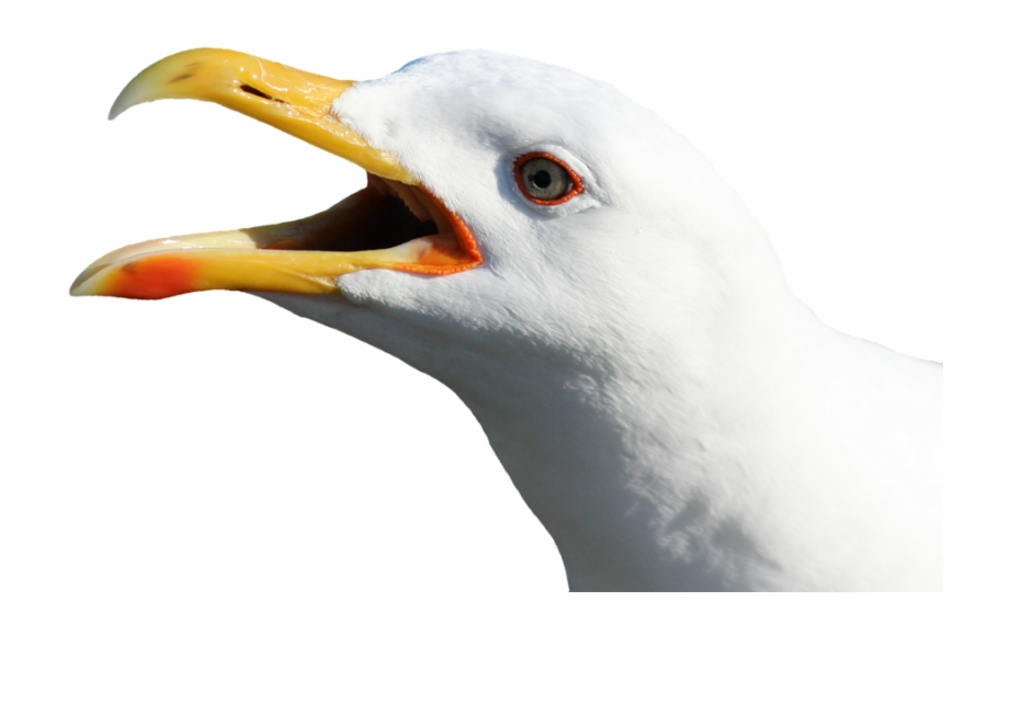 Download Png Image Report Seagull Face No Background