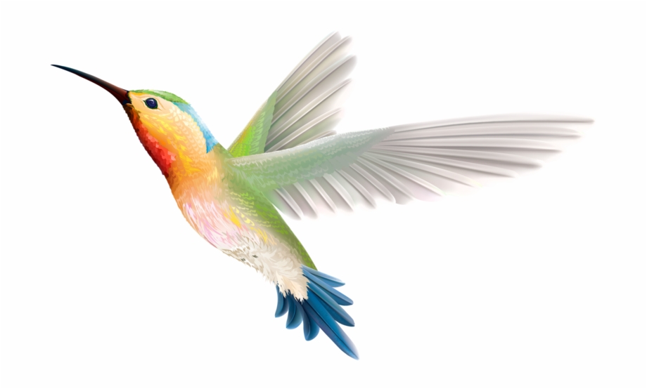 Bird Png Download Png Image With Transparent Background