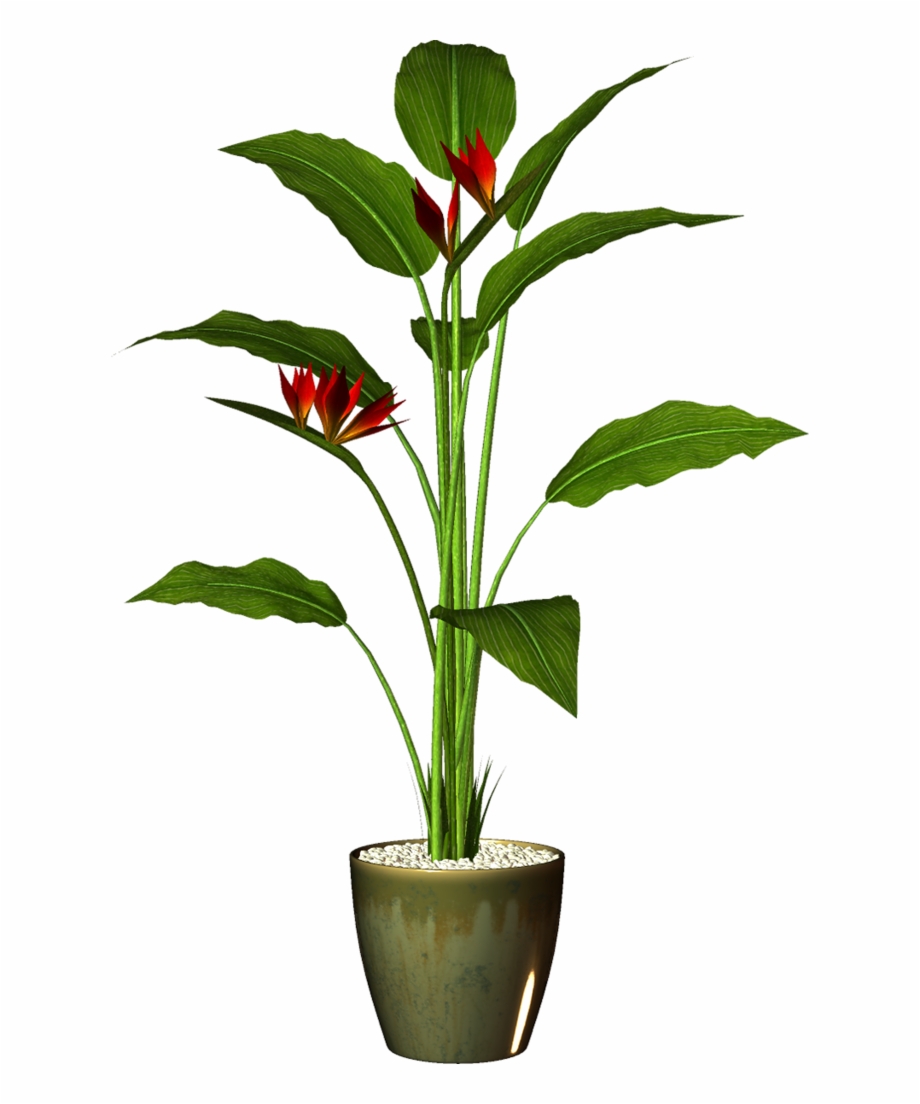 plant in a pot png
