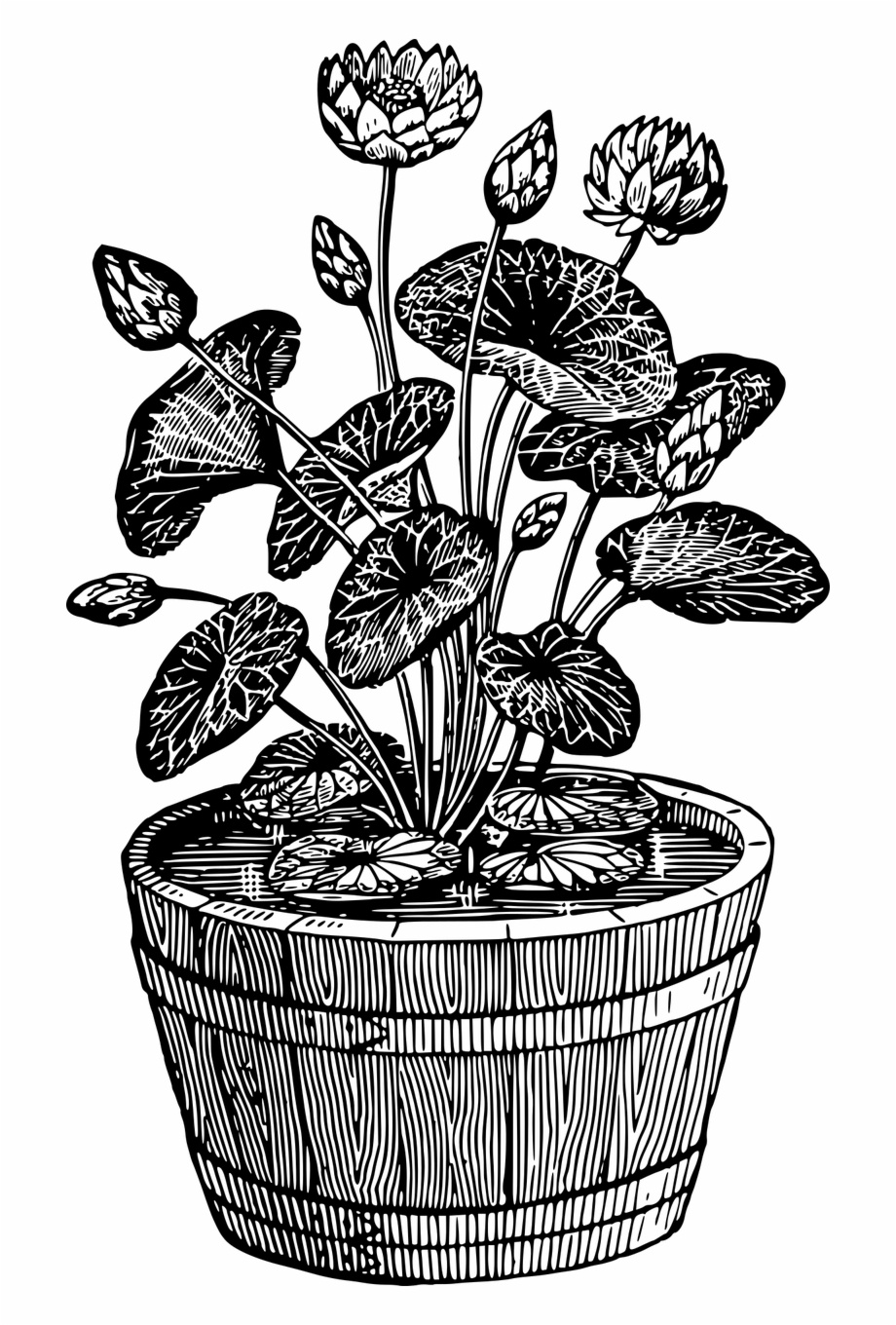 Potted Plant Black And White Potted Plant